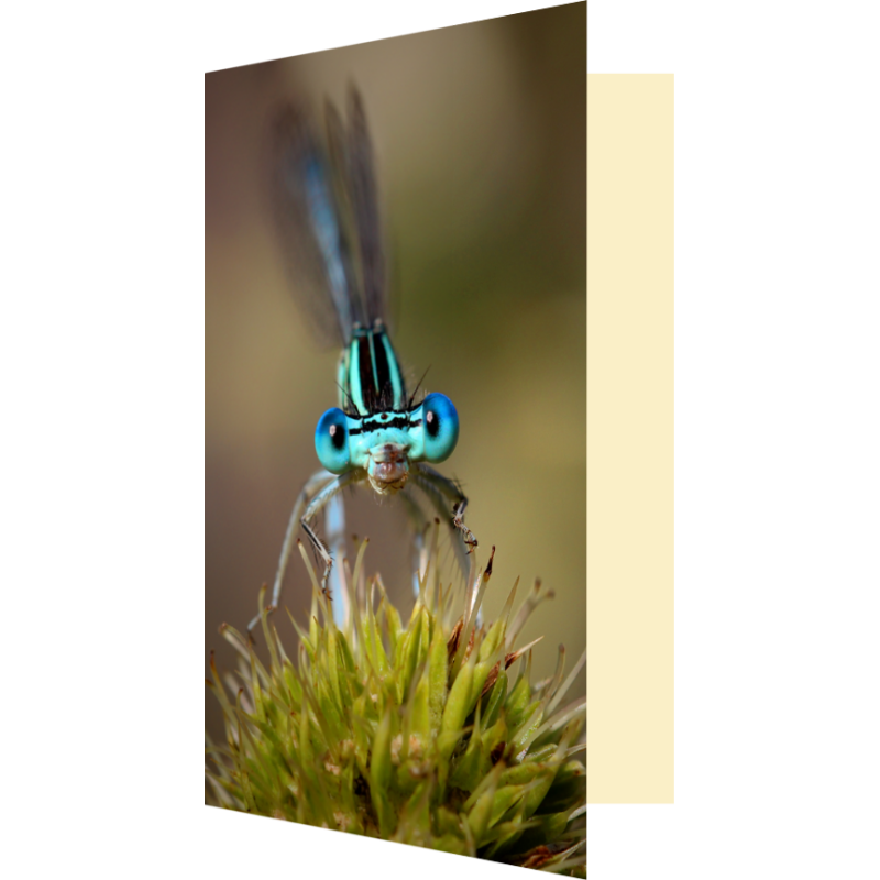 Carte libellule demoiselle