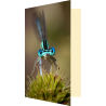 Carte libellule demoiselle