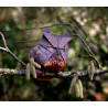 Carte hibou origami