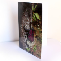 Carte scarabée origami