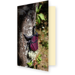 Carte scarabée origami