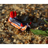 Toile limace de mer origami