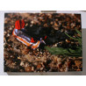 Toile limace de mer origami