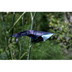Toile baleine origami