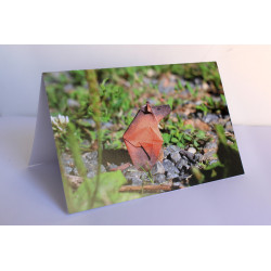 Carte marmotte origami