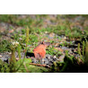 Carte marmotte origami